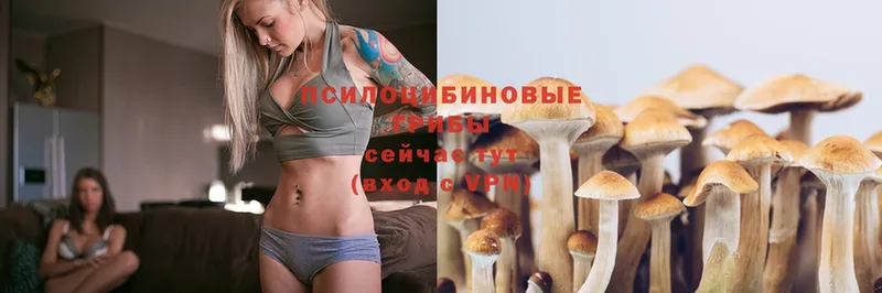 Псилоцибиновые грибы Psilocybe  где можно купить   Борисоглебск 